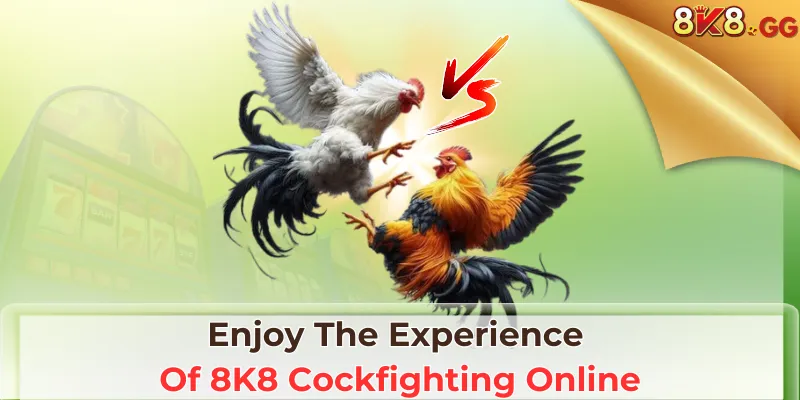 Enjoy The Experience Of 8K8 Cockfighting Online